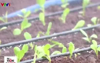Trồng rau sạch tốn bao nhiêu công sức?