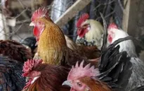 Campuchia phát hiện virus cúm gia cầm H5N1