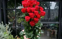 Hoa hồng lạ dài cả mét, giá nửa triệu khan hàng cận Valentine
