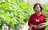 Khám phá phương pháp trồng rau sạch không cần… đất