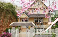 Lâm Đồng hủy lễ hội hoa anh đào