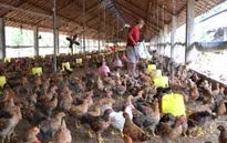 Năm 2017, Việt Nam sẽ xuất khẩu thịt gà sang Nhật Bản, EU