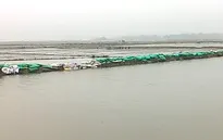 TT-Huế: Nhiều đê bao hư hỏng nặng, hơn 1.300ha lúa ngập úng