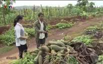 Đổ xô trồng bí, nông dân Chư Sê trận "trái đắng" vì doanh nghiệp bỏ của chạy lấy người