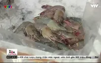 Những con tôm đã được "vỗ béo" bằng cách ghê rợn như thế này trước khi lên bàn tiệc