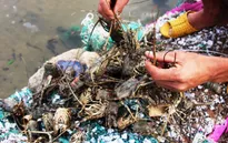 Phú Yên hỗ trợ lãi suất cho các hộ dân nuôi tôm hùm
