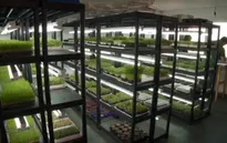 Trồng rau trên tầng 17 chung cư đủ bán cho... 20 nhà hàng