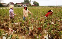 Mai vàng miền Trung khan hiếm