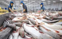 Giá cá tra nguyên liệu vẫn ở mức cao