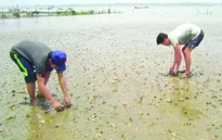 Thanh Hóa: Mẫu chất thải làm ngao chết vượt ngưỡng cho phép