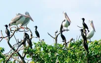 Vườn cò Bằng Lăng - Điểm du lịch hấp dẫn tại Cần Thơ