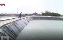 Quy trình nghiêm ngặt nuôi tôm sạch ở Quảng Ninh