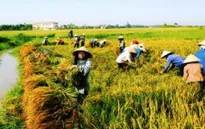 Mô hình HTX kiểu mới trong nông nghiệp (17h25, ngày 24/2, VTV1)