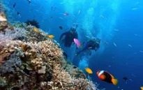 Khám phá vẻ đẹp dưới lòng đại dương tại đảo San Hô, Khánh Hòa