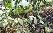 Khuyến cáo người dân phòng ngừa khí Amoniac