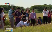 Các đoàn đại biểu APEC tham quan thực tế ở ĐBSCL