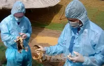 Bạc Liêu khống chế thành công dịch cúm gia cầm