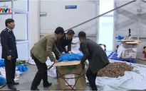 Bắt giữ lượng lớn vẩy tê tê và ma túy tại cửa khẩu Nội Bài