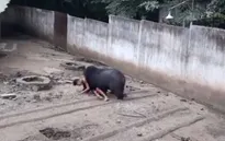 Nhử mồi trêu gấu, người đàn ông bị gấu tấn công nghiêm trọng