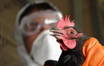 Trung Quốc: Tỉnh Tứ Xuyên phát hiện thêm 2 ca lây nhiễm virus H7N9