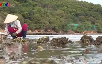 Chiêm ngưỡng vẻ đẹp của biển cạn ở Nhất Tự Sơn, Phú Yên