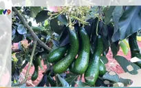 Bơ dài nửa mét "cháy hàng"