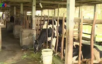 Giá sữa bấp bênh, nông dân chuyển sang nuôi bò thịt