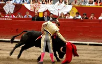 12 người bị thương trong lễ hội đua bò tót tại Peru
