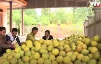 Lần đầu tiên dán tem truy xuất nguồn gốc bưởi Đoan Hùng (Phú Thọ)