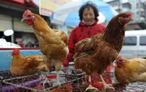 Giá thịt gà "gặp họa" vì dịch cúm H7N9