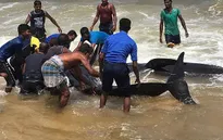 Sri Lanka giải cứu 20 con cá voi mắc kẹt