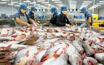 Giải pháp cho thị trường cá tra
