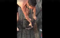 Kinh hãi bắt cá mập bằng... tay không