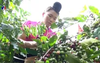 Xuất khẩu cà phê đạt 3,3 tỷ USD