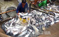 VASEP: Kiểm soát chặt chất lượng cá tra xuất khẩu sang Trung Quốc