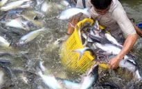 Xuất khẩu cá tra vào ASEAN khả quan