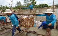 Giải pháp bền vững cho ngành cá tra