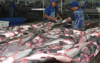 Thêm nguy cơ khiến cá tra Việt Nam “mắc cạn” ở thị trường Hoa Kỳ