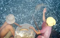 Đề án ba cấp về liên kết nâng cao chất lượng giống cá tra ở ĐBSCL