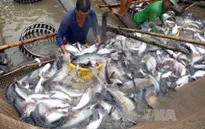 Giá cá tra xuất khẩu cao kỷ lục 10 năm qua