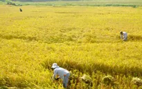 Hiệu quả từ công tác dồn điền đổi thửa tại Quảng Nam