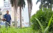 Hà Nội quy định cắt cỏ vườn hoa, công viên 18 lần/năm