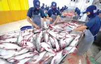Mỹ áp thuế chống bán phá giá cá tra Việt Nam