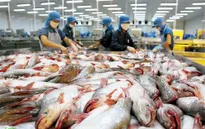 Xuất khẩu cá tra sang Mỹ giảm hơn 40%