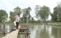 Doanh nghiệp bỏ trốn, người nuôi cá tra lâm nợ