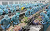 Kiểm soát chặt cá tra xuất khẩu sang Hoa Kỳ kể từ ngày 1/9