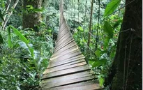 Sập cầu treo tại Colombia, nhiều người bị rơi xuống vực