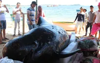 Quảng Ngãi: Ngư dân tổ chức an táng cá voi 700kg trôi dạt vào bờ