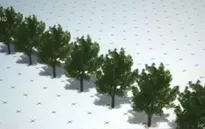 Cây cối cũng có thể di cư?