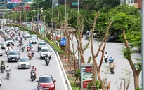 Cây xanh đô thị Việt Nam chỉ bằng 1/10 thế giới